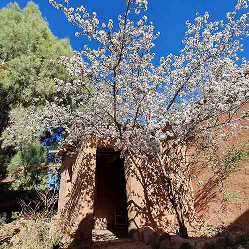 L'amandier en fleur au Jardin de Yuda